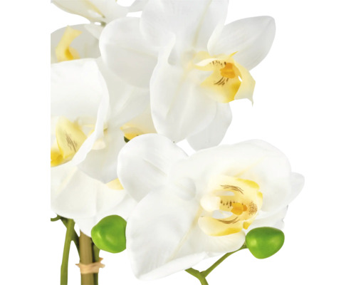 Orchidee Phalaenopsis met witte bloemen, geel hart en groene knoppen.