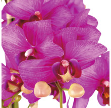 Phalaenopsis orchidee met paarse bloemen en knoppen