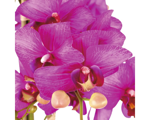 Phalaenopsis orchidee met paarse bloemen en knoppen