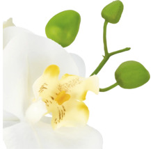 Witte orchideebloem met geel hart en groene stengel met knoppen.