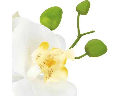 Witte orchideebloem met geel hart en groene stengel met knoppen.