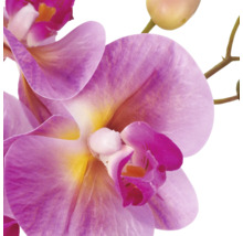 Kunstorchidee met roze bloembladen, een geel hart en knoppen van dichtbij.