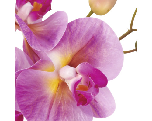 Kunstorchidee met roze bloembladen, een geel hart en knoppen van dichtbij.