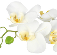 Kunstmatige orchidee Phalaenopsis met witte bloemen, een geel hart, groene stengel en een knop.
