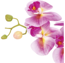 Kunstmatige orchideetak Phalaenopsis in roze en geel met bloemen en knoppen.