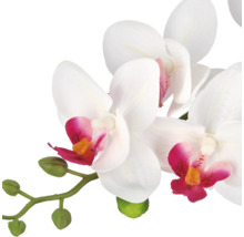 Kunstorchidee Phalaenopsis met witte bloemen, roze hart en groene knoppen.