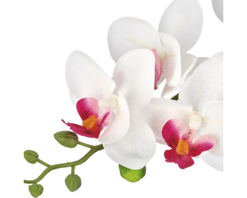 Kunstorchidee Phalaenopsis met witte bloemen, roze hart en groene knoppen.