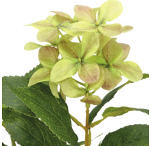 Kunsthortensia met lichtgroene bloemen en groene bladeren.