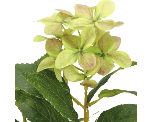 Kunsthortensia met lichtgroene bloemen en groene bladeren.