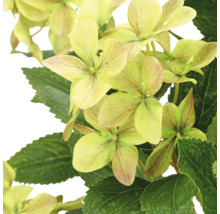 Kunsthortensia, detailopname van de bloemen en groene bladeren.