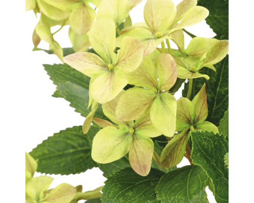 Kunsthortensia, detailopname van de bloemen en groene bladeren.