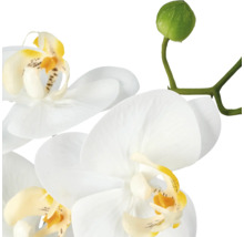 Witte orchidee met gele accenten en knoppen aan een groene steel.