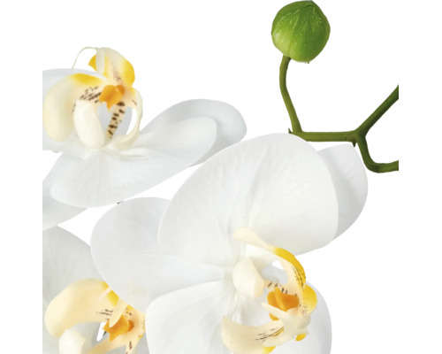 Witte orchidee met gele accenten en knoppen aan een groene steel.