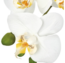 Kunstorchidee met witte bloemen en groen als decoratieve plant