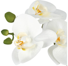 Kunstmatige orchidee met witte bloemen en groene knoppen als decoratieve kunstplant