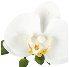 Enkele kunstmatige orchideebloem in wit met groene knoppen.