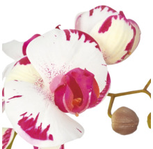 Kunstmatige orchideetak met gedetailleerd nagemaakte bloemen als decoratief kamerplant element.