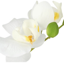 Kunstmatige orchideetak met twee bloemen en een knop voor decoratie