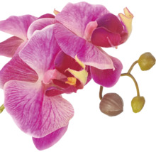 Kunstmatige orchideebloem met bloemknoppen als decoratieve kamerplant