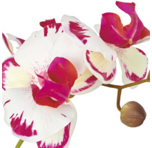 Kunstmatige orchidee met bloem en knop als kamerplant voor decoratie