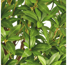 Detailweergave van de bladeren van een kunstmatige laurierplant