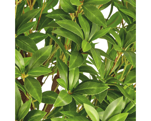 Detailweergave van de bladeren van een kunstmatige laurierplant