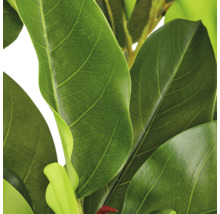 Close-up van een kunstmatige magnolia plant met gedetailleerde ovale bladeren en zichtbare bladstructuur