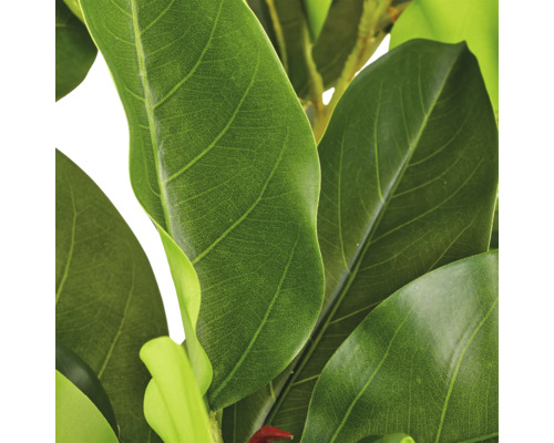 Close-up van een kunstmatige magnolia plant met gedetailleerde ovale bladeren en zichtbare bladstructuur