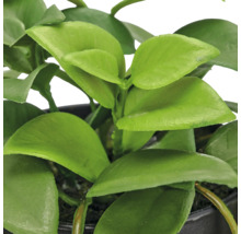 Close-up van een kamerplant met gladde ovale bladeren in een zwarte plantenpot.