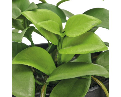 Close-up van een kamerplant met gladde ovale bladeren in een zwarte plantenpot.
