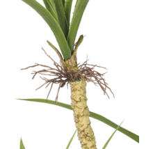 Kunstpalm met gedetailleerde stam en natuurgetrouwe bladeren voor decoratie.