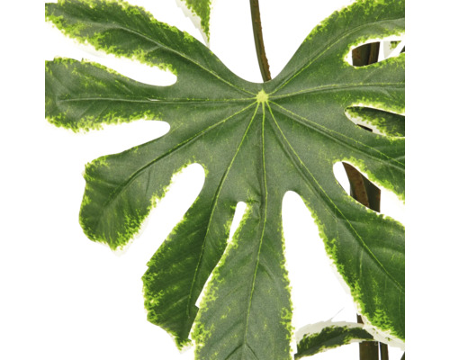 Kunstmatig blad van een Fatsia japonica met een gevlekt randje voor een levensechte decoratie.