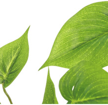 Kunstmatige bladeren van een plant met zichtbare bladstructuur voor interieurdecoratie