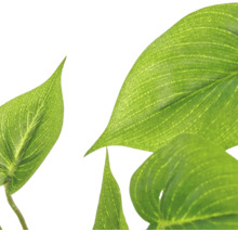 Kunstmatige epipremnum plant met gedetailleerde bladeren voor decoratie