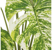 Close-up van een kunstmatig Monstera blad met patroon voor decoratieve kamerplanten.
