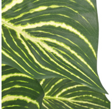 Close up van een Calathea blad met opvallende bladtekening en lijnpatroon als kamerplant