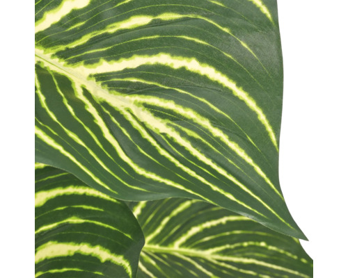 Close up van een Calathea blad met opvallende bladtekening en lijnpatroon als kamerplant