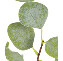 Detailopname van een kunstmatige eucalyptustak met ronde bladeren met textuur.