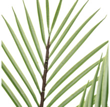 Detailopname van een tak van een kunstpalm met groene, puntige bladeren en een bruine stengel.