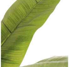 Close-up van een groot groen blad met een duidelijke nervenstructuur en glad oppervlak.