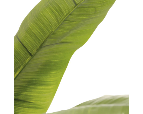 Close-up van een groot groen blad met een duidelijke nervenstructuur en glad oppervlak.