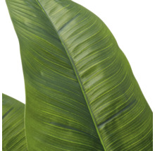 Detailopname van een kunstmatig Strelitzia-blad met duidelijke bladstructuur en nerven.
