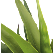 Aloe vera plant met dikke, getande bladeren.