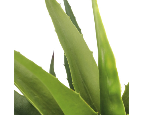 Aloe vera plant met dikke, getande bladeren.