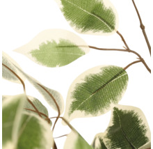 Detail van de bladeren van een kunstficus Benjamina met witte bladranden.