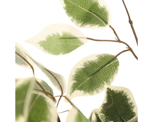 Detail van de bladeren van een kunstficus Benjamina met witte bladranden.