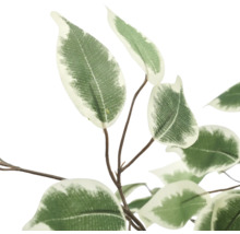 Kunstmatige Ficus Benjamina tak met groen-witte bonte bladeren.
