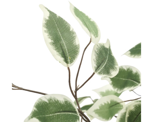 Kunstmatige Ficus Benjamina tak met groen-witte bonte bladeren.
