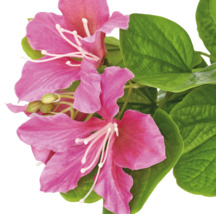 Kunstplant met roze bloemen en groene bladeren.