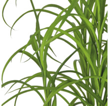 Detailopname van kunstsiergras met lange groene sprieten.